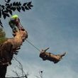 Photo #3: TREE TRIMMING AND STUMP REMOVAL