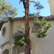 Photo #4: TREE TRIMMING AND STUMP REMOVAL