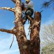 Photo #5: TREE TRIMMING AND STUMP REMOVAL