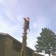 Photo #7: TREE TRIMMING AND STUMP REMOVAL