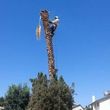 Photo #9: TREE TRIMMING AND STUMP REMOVAL