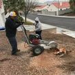 Photo #12: TREE TRIMMING AND STUMP REMOVAL