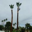 Photo #15: Clean ups service, lawn maintenance, palm tree service, yard cleaning