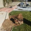 Photo #2: TREE REMOVAL, STUMP GRINDED, TREE TRIMMING, TOPPING, PALM SKINNING!!!