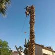 Photo #4: TREE REMOVAL, STUMP GRINDED, TREE TRIMMING, TOPPING, PALM SKINNING!!!