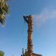 Photo #5: TREE REMOVAL, STUMP GRINDED, TREE TRIMMING, TOPPING, PALM SKINNING!!!