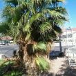 Photo #11: TREE REMOVAL, STUMP GRINDED, TREE TRIMMING, TOPPING, PALM SKINNING!!!