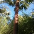 Photo #14: TREE REMOVAL, STUMP GRINDED, TREE TRIMMING, TOPPING, PALM SKINNING!!!