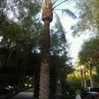 Photo #15: TREE REMOVAL, STUMP GRINDED, TREE TRIMMING, TOPPING, PALM SKINNING!!!