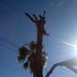 Photo #16: Tree trimming or Removal .. Tree removal experts
