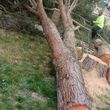 Photo #23: Tree trimming or Removal .. Tree removal experts