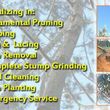 Photo #3: TREE TRIMMING/REMOVALS/STUMP GRINDING/FULLY INSURED!! FREE ESTIMATES!!