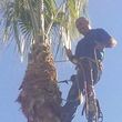 Photo #7: TREE TRIMMING/REMOVALS/STUMP GRINDING/FULLY INSURED!! FREE ESTIMATES!!