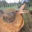 Photo #15: TREE TRIMMING/REMOVALS/STUMP GRINDING/FULLY INSURED!! FREE ESTIMATES!!