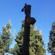 Photo #20: TREE TRIMMING/REMOVALS/STUMP GRINDING/FULLY INSURED!! FREE ESTIMATES!!