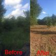 Photo #11: Forestry Mulching/Cedar Tree Clearing