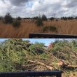 Photo #12: Forestry Mulching/Cedar Tree Clearing
