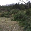 Photo #14: Forestry Mulching/Cedar Tree Clearing