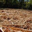 Photo #4: Land / Lot Clearing - Forestry Mulching