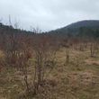 Photo #7: Land Clearing & Land Reclamation