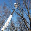 Photo #12: Tree Trimming and Removal