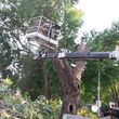 Photo #3: Tree Trimming and Removal