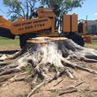 Photo #8: Tree Stump Grinding ---Insured
