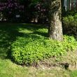 Photo #4: Experienced Landscaping Services available in Pittsburgh