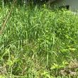 Photo #1: OVERGROWN PROPERTY CLEARING / GRASS CUTTING / BUSH REMOVAL /