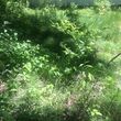 Photo #2: OVERGROWN PROPERTY CLEARING / GRASS CUTTING / BUSH REMOVAL /