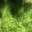 Photo #3: OVERGROWN PROPERTY CLEARING / GRASS CUTTING / BUSH REMOVAL /