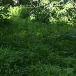 Photo #5: OVERGROWN PROPERTY CLEARING / GRASS CUTTING / BUSH REMOVAL /