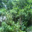 Photo #11: OVERGROWN PROPERTY CLEARING / GRASS CUTTING / BUSH REMOVAL /