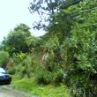 Photo #12: OVERGROWN PROPERTY CLEARING / GRASS CUTTING / BUSH REMOVAL /