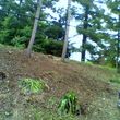 Photo #14: OVERGROWN PROPERTY CLEARING / GRASS CUTTING / BUSH REMOVAL /