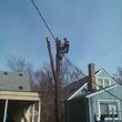 Photo #1: Tree Service & Stump Grinding
