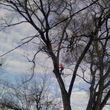 Photo #2: TREE   SERVICE