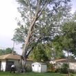 Photo #7: TREE   SERVICE
