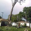 Photo #8: TREE   SERVICE