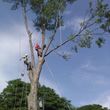 Photo #10: TREE   SERVICE