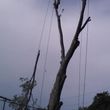 Photo #11: TREE   SERVICE