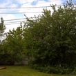 Photo #6: Lawn(commercial/Lots/Lg residential) Shrubs, Tree trims, Weed removal