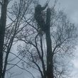 Photo #4: Professional Tree Care Affordable Rates Free Quote