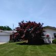 Photo #9: Professional Tree Care Affordable Rates Free Quote