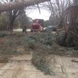 Photo #2: ~TREE SERVICE AND 24 HOUR STORM CLEAN UP~