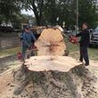 Photo #3: ~TREE SERVICE AND 24 HOUR STORM CLEAN UP~