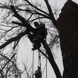 Photo #2: WINDY DAY WORRYING YOU?CHEAP TREE REMOVAL AND DISPOSAL!!
