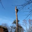 Photo #4: WINDY DAY WORRYING YOU?CHEAP TREE REMOVAL AND DISPOSAL!!