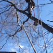 Photo #5: WINDY DAY WORRYING YOU?CHEAP TREE REMOVAL AND DISPOSAL!!