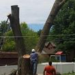 Photo #3: Tree Trimming or Removal Service
